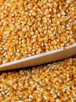 cereales-mais-rond-animaux-alimentation-animale