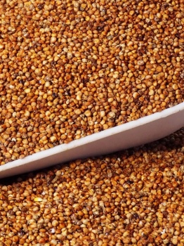 cereales-sorgho-roux-animaux-alimentation-animale