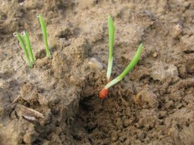 La germination des graines de blé - Ferme Familiale entre Le Neubourg et Evreux Eure